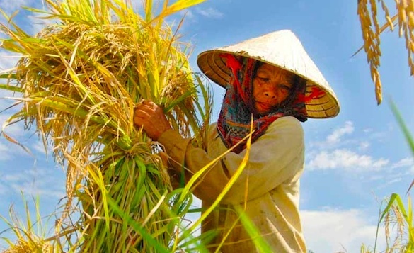 Mua nhầm lúa giống giả, nông dân Cà Mau rơi vào vòng xoáy nợ nần