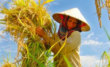 Mua nhầm lúa giống giả, nông dân Cà Mau rơi vào vòng xoáy nợ nần