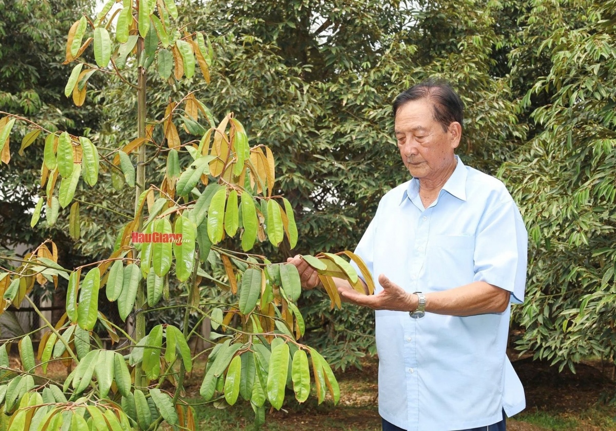 Nông dân Hậu Giang cắt phăng cây lúa chuyển sang trồng cây tỷ đô: Ban đầu hàng xóm hoài nghi, nay đổi đời nhờ áp dụng phương pháp mới