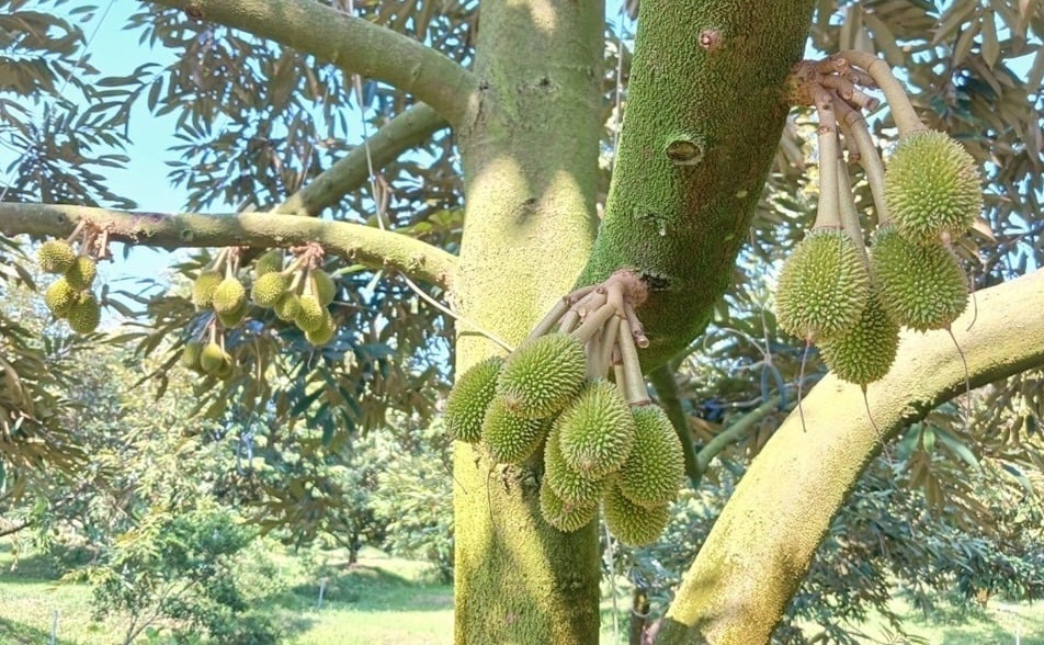 Nông dân Hậu Giang cắt phăng cây lúa chuyển sang trồng cây tỷ đô: Ban đầu hàng xóm hoài nghi, nay đổi đời nhờ áp dụng phương pháp mới