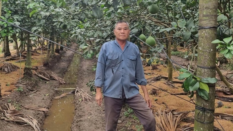 Nông dân Tiền Giang chặt vườn thanh long chuyển trồng loại quả cao vút, trái treo trên từng buồng: Giàu lên trông thấy, giúp cả hàng xóm ‘lên đời'