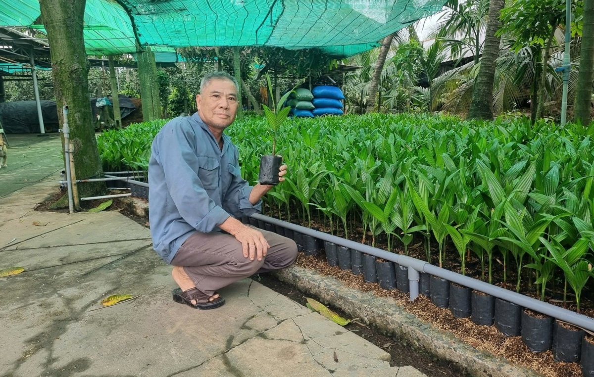 Nông dân Tiền Giang chặt vườn thanh long chuyển trồng loại quả cao vút, trái treo trên từng buồng: Giàu lên trông thấy, giúp cả hàng xóm ‘lên đời'