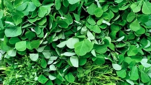 Loại rau bán khắp chợ Việt vừa được chứng minh có thể lọc được vi nhựa