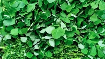Loại rau bán khắp chợ Việt vừa được chứng minh có thể lọc được vi nhựa