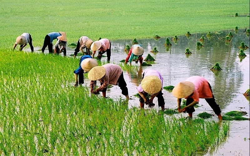Từ 1/7, nông dân được vay đến 300 triệu không cần thế chấp