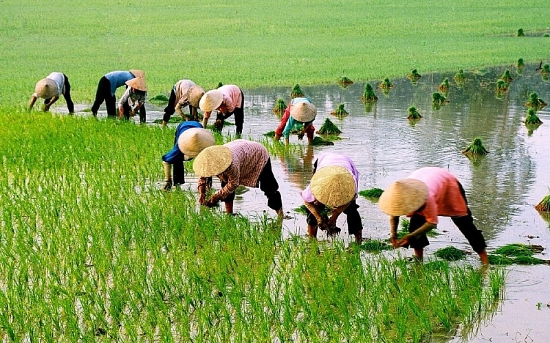 Từ 1/7, nông dân được vay đến 300 triệu không cần thế chấp