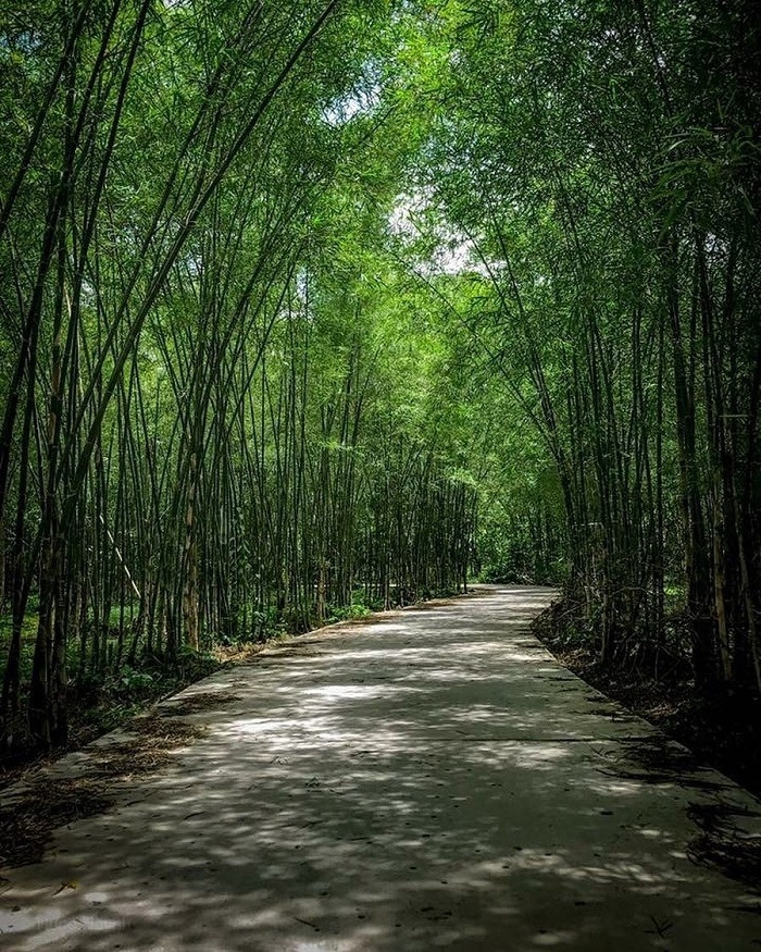 Bắt trend sống xanh, loài cây mọc khắp Việt Nam thành 'vàng ròng', chinh phục Mỹ - Nhật - châu Âu