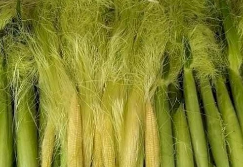 Món 'chống đói' ngày xưa nay 'đổi đời' ngoạn mục vào thực đơn nhà hàng cao cấp, giá tới 70.000 đồng/kg