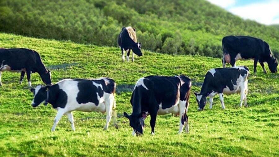 Sữa Ba Vì dính tin giả, nông dân và doanh nghiệp 'cầu cứu' chính quyền