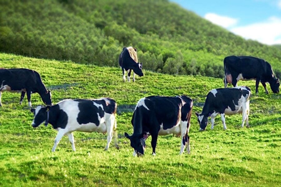 Sữa Ba Vì dính tin giả, nông dân và doanh nghiệp 'cầu cứu' chính quyền
