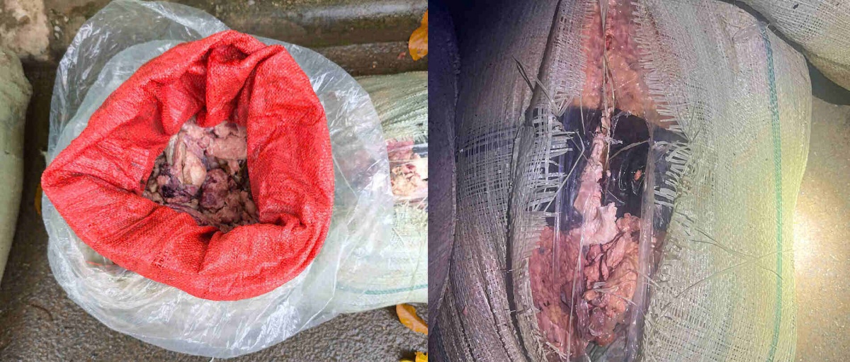 Sơn La: Xe khách chở 883kg nội tạng động vật hôi thối bị phát hiện trên đường mang đi tiêu thụ