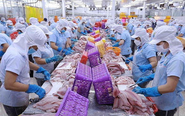 'Loại cá tỷ đô' của Việt Nam nhận tin vui lớn từ Mỹ: Loạt doanh nghiệp hưởng thuế 0%