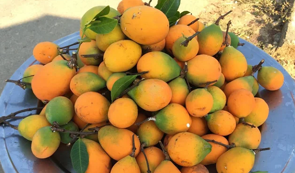 Quả quê một thời bị bỏ quên nay 'lên đời' đặc sản: Dân phố ưa chuộng, giá cao ngỡ ngàng