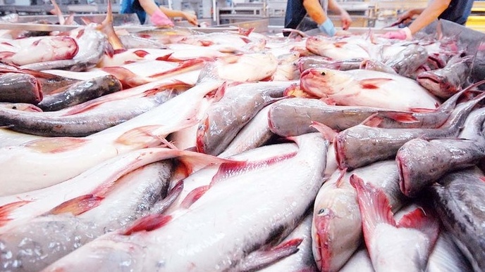 Mỹ miễn thuế xuất khẩu cho thêm 6 doanh nghiệp cá tra ở Việt Nam