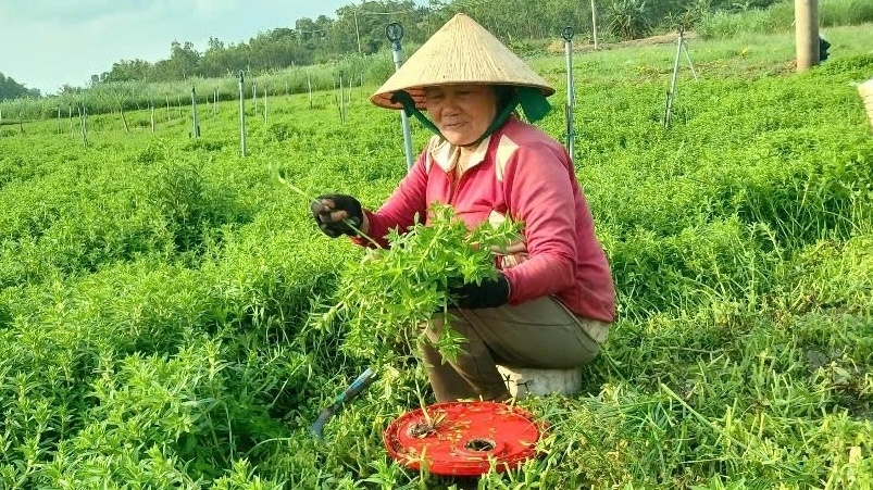 Nông dân Phú Yên giàu lên nhờ loại rau không cần chăm bón, có tí nước là tốt um: Cứ 30 ngày thu hoạch, thu nhập cao hơn hẳn so với trồng lúa