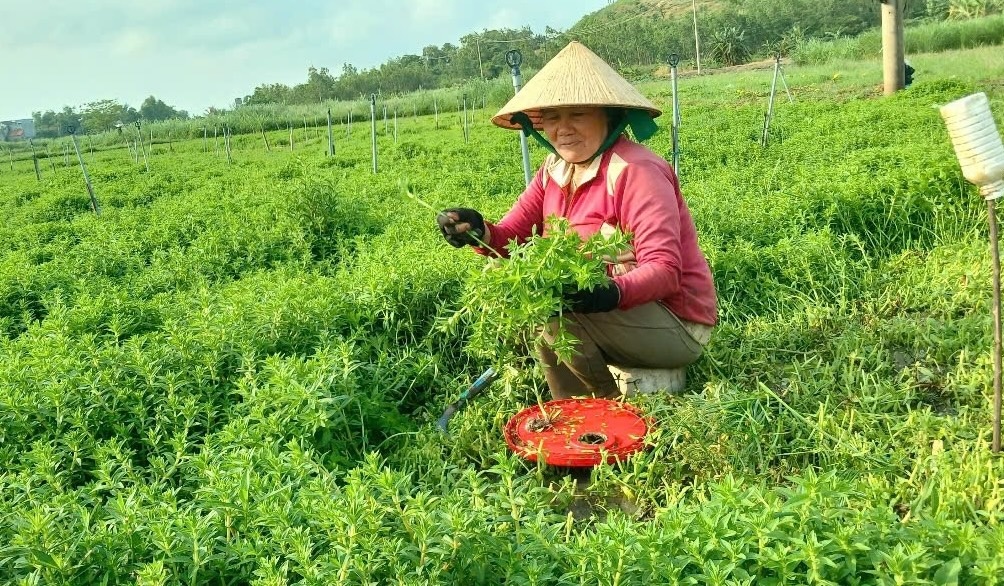 Nông dân Phú Yên giàu lên nhờ loại rau không cần chăm bón, có tí nước là tốt um: Cứ 30 ngày thu hoạch, thu nhập cao hơn hẳn so với trồng lúa