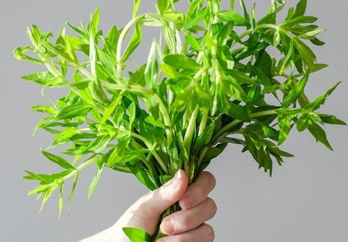 Nông dân Phú Yên giàu lên nhờ loại rau không cần chăm bón, có tí nước là tốt um: Cứ 30 ngày thu hoạch, thu nhập cao hơn hẳn so với trồng lúa