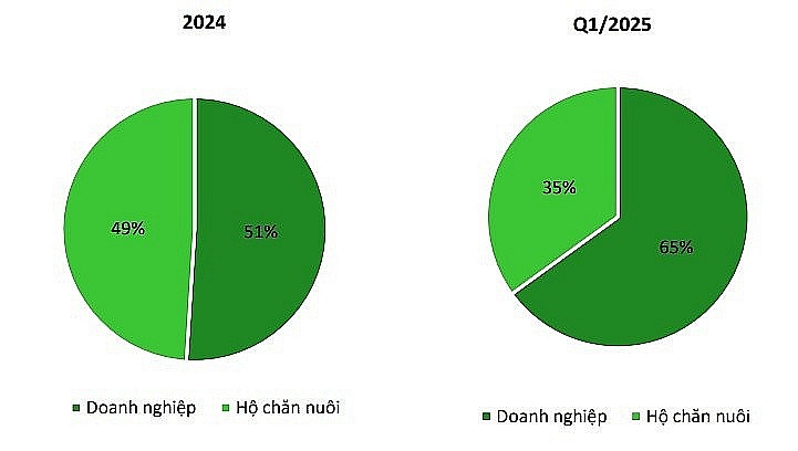 Dabaco (DBC) đầu tư khu chăn nuôi công nghệ cao tại Quảng Trị nhằm hiện thực hóa kế hoạch 80.000 lợn thịt