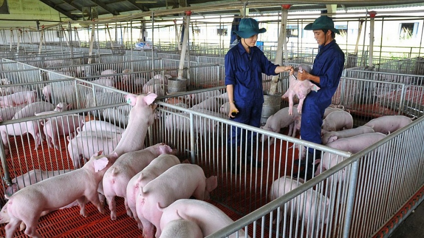 Dabaco (DBC) đầu tư khu chăn nuôi công nghệ cao tại Quảng Trị nhằm hiện thực hóa kế hoạch 80.000 lợn thịt