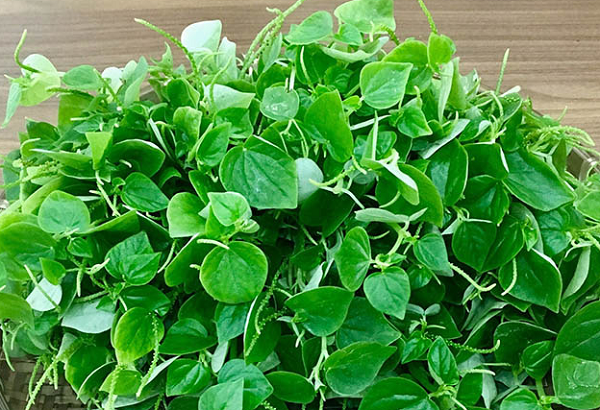 Rau dại tên lạ xưa không ai để ý, nay được săn lùng khắp phố thị: Thành đặc sản giá cao ngỡ ngàng