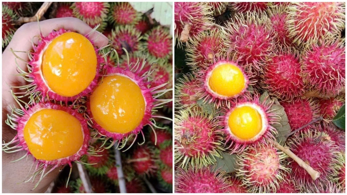 Từng bị coi là 'quả dại', giờ thành hàng hot mỗi hè giá 60.000 đồng/kg vẫn cháy hàng