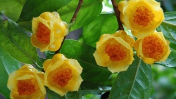 Thương lái Trung Quốc vung tiền như nước thu mua, giá 18 triệu/kg, nông dân Việt 'bứng tận gốc' loại thảo dược quý đem bán