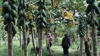 Nông dân Bà Rịa-Vũng Tàu ‘lên như diều gặp gió’ nhờ trồng loại cây dễ chăm, thu hoạch quanh năm: Lãi lên tới 500 triệu đồng/1ha