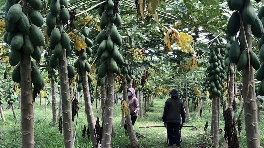 Nông dân Bà Rịa-Vũng Tàu ‘lên như diều gặp gió’ nhờ trồng loại cây dễ chăm, thu hoạch quanh năm: Lãi lên tới 500 triệu đồng/1ha