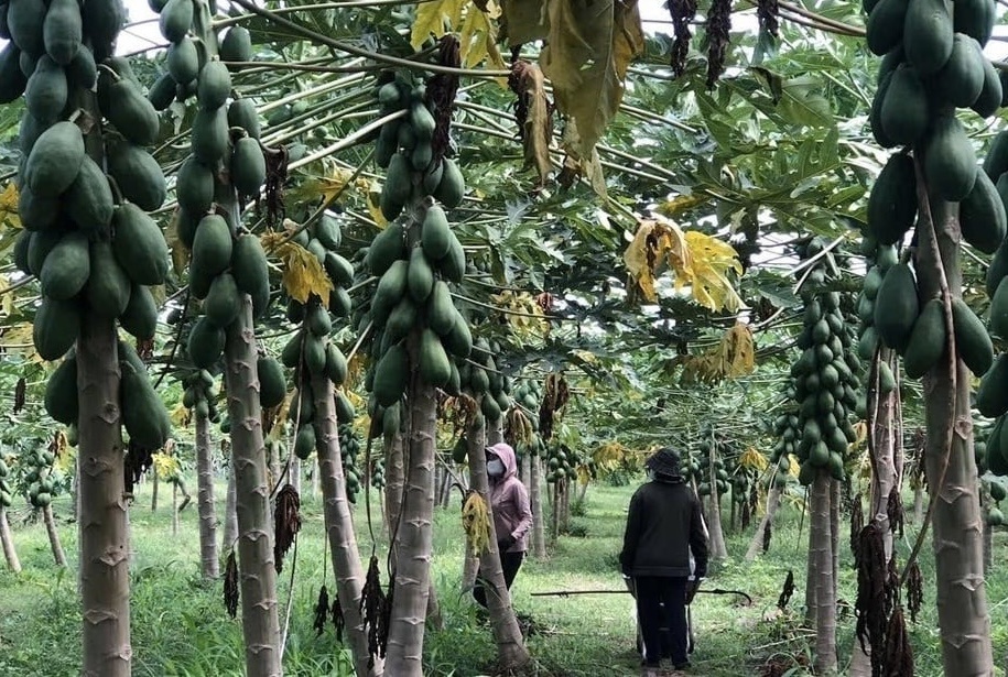 Nông dân Bà Rịa-Vũng Tàu ‘lên như diều gặp gió’ nhờ trồng loại cây dễ chăm, thu hoạch quanh năm: Lãi lên tới 500 triệu đồng/1ha