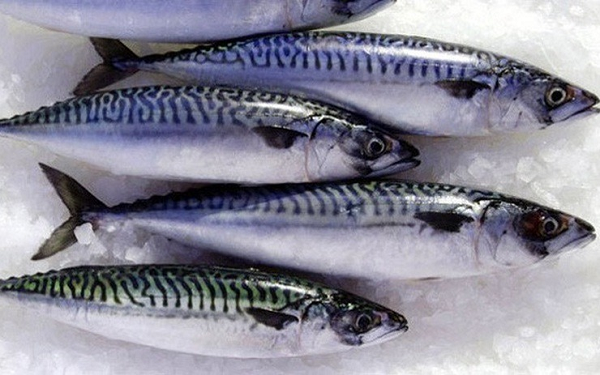 Tưởng cá hồi giàu omega-3 nhất, ai ngờ chỉ xếp thứ 2: Loại cá bình dân ở chợ Việt mới là 'vua thực sự', nhiều người ngó lơ