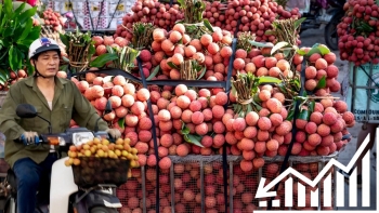 Giá vải thiều Bắc Giang rớt thê thảm, chỉ còn 3.000 đồng/kg