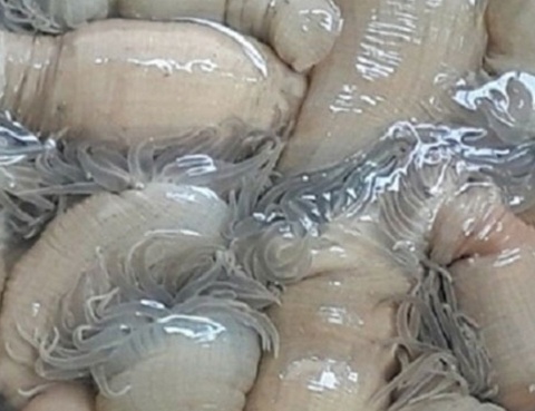 'Lộc trời' từng bị lãng quên, nay thành đặc sản được ví như 'thần dược biển' nhiều người săn lùng, giá 200.000 đồng/kg