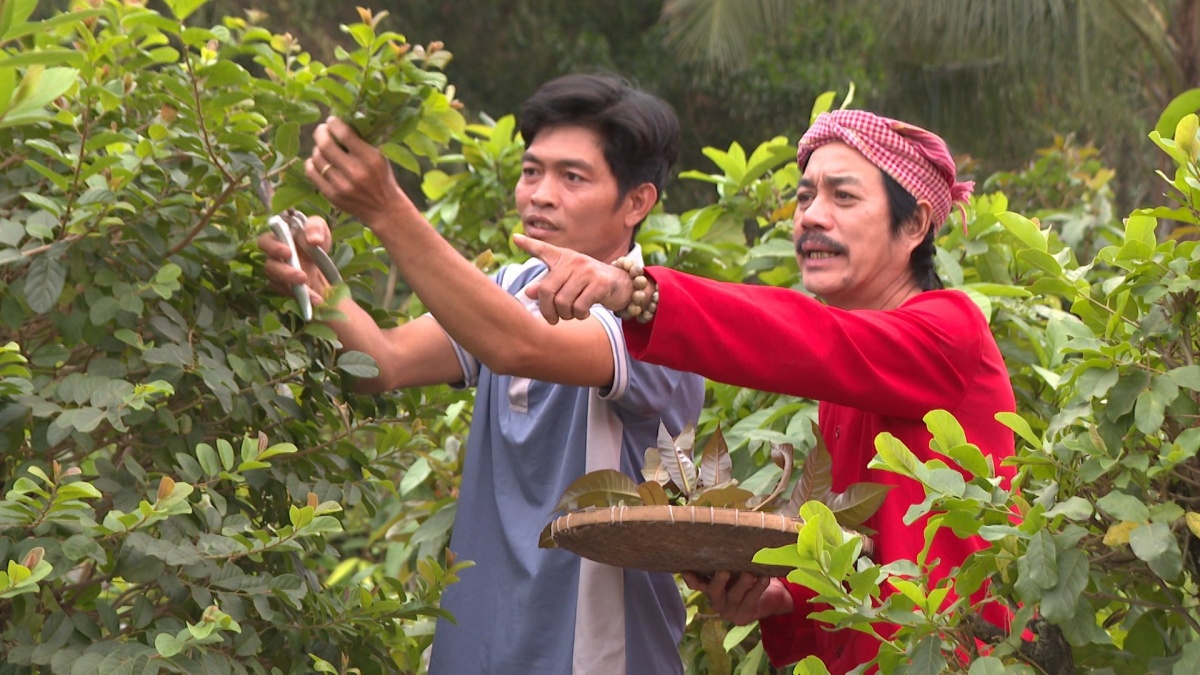 Nông dân Tây Ninh trồng loại rau chỉ nửa tốn nửa ngày công chăm là mọc tua tủa, hái đến đâu thương lái gom sạch: Thu nhập 20 triệu/tháng
