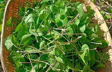 Loại rau mọc dại ở Việt Nam được Trung Quốc ví như 'thảo dược trường thọ': Bán khắp chợ, giá gây bất ngờ