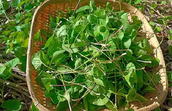 Loại rau mọc dại ở Việt Nam được Trung Quốc ví như 'thảo dược trường thọ': Bán khắp chợ, giá gây bất ngờ