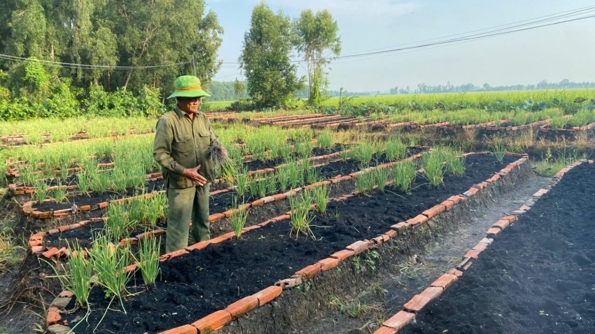 Nông dân Tây Ninh trồng thứ rau theo kiểu ‘độc lạ’, từng bị hoài nghi về sau cả xóm phải khen nức nở, thu nhập hiện tại rất cao
