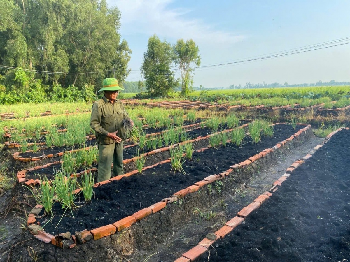 Nông dân Tây Ninh trồng thứ rau theo kiểu ‘độc lạ’, từng bị hoài nghi về sau cả xóm phải khen nức nở, thu nhập hiện tại rất cao