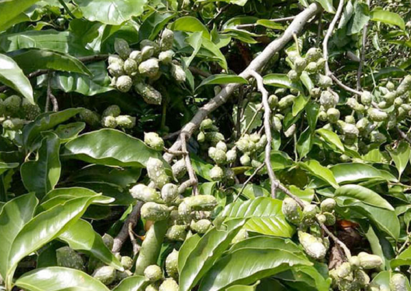 Loại cây gia vị cực phẩm của Việt Nam được ví như 'vàng ròng': Có thời giá vọt lên 600.000 đồng/kg hạt, giới sành ăn không tiếc tiền mua