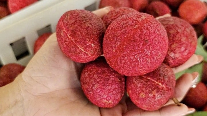 Xuất hiện hàng Việt đối đầu vải không hạt Trung Quốc, chất lượng một chín một mười, giá cũng 600.000 đồng/kg