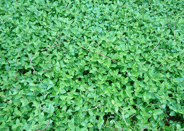 Từng là rau dại dân dã, nay vào thực đơn nhà hàng sang trọng, giá vọt lên 120.000 đồng/kg