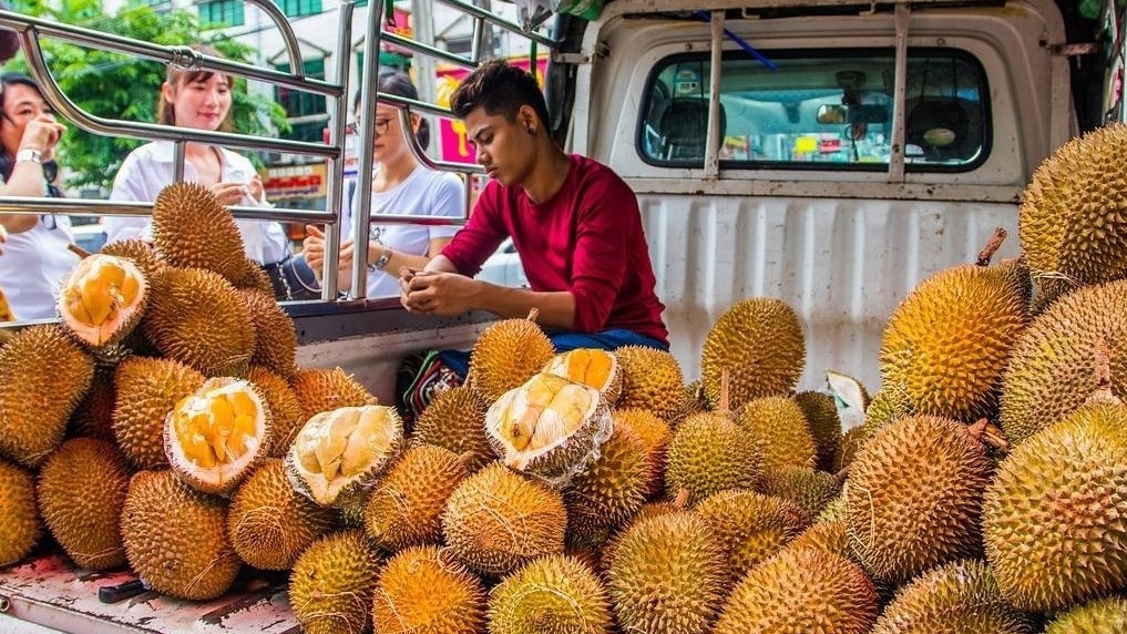 Một quốc gia ASEAN đang 'nuôi đội quân sầu riêng mới', cạnh tranh gay gắt với Thái Lan và Việt Nam tại Trung Quốc