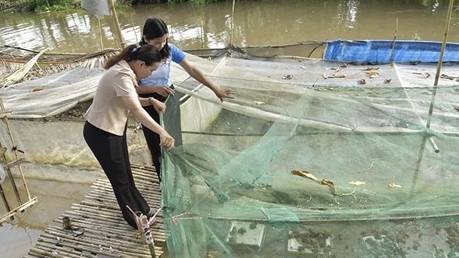 Nghỉ trồng lúa, nông dân Kiên Giang đem ruộng đi nuôi xen canh 2 loài vật, chỉ 3 tháng đã lãi bộn tiền