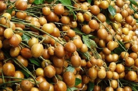 Loại quả nhỏ xíu, vị chua ngọt từng bị ngó lơ nay 'lên đời' thành vua trái cây mùa hè, giá gây bất ngờ