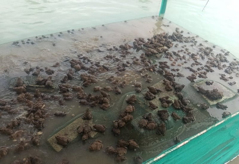 Nghỉ trồng lúa, nông dân Kiên Giang đem ruộng đi nuôi xen canh 2 loài vật, chỉ 3 tháng đã lãi bộn tiền