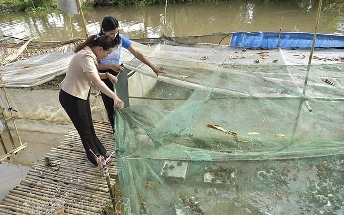 Nghỉ trồng lúa, nông dân Kiên Giang đem ruộng đi nuôi xen canh 2 loài vật, chỉ 3 tháng đã lãi bộn tiền