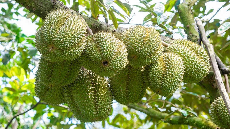 Nông dân Lâm Đồng trồng ‘cây tỷ đô’ theo kiểu ngược đời, giờ được vinh danh, sống nhàn tênh thu nhập 4 tỷ/năm