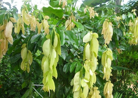 Thứ rau quê xưa chỉ trồng hàng rào chẳng ai ngó, nay lên thành phố giá cao ngỡ ngàng, nhiều người 'săn lùng'