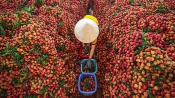 Nông dân Bắc Giang đại thắng mùa đặc sản 2025, hơn 100.000 tấn hàng 'tốt nhất từ trước đến nay' cháy hàng toàn cầu