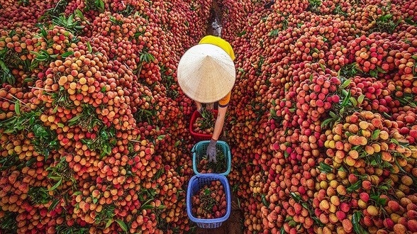 Nông dân Bắc Giang đại thắng mùa đặc sản 2025, hơn 100.000 tấn hàng 'tốt nhất từ trước đến nay' cháy hàng toàn cầu