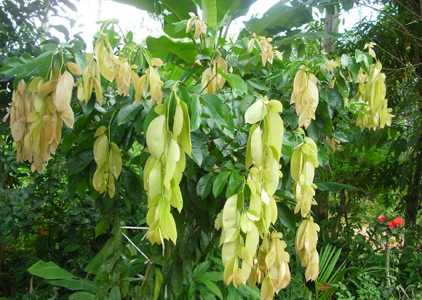 Thứ rau quê xưa chỉ trồng hàng rào chẳng ai ngó, nay lên thành phố giá cao ngỡ ngàng, nhiều người 'săn lùng'
